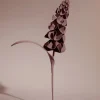 Fleur Orki