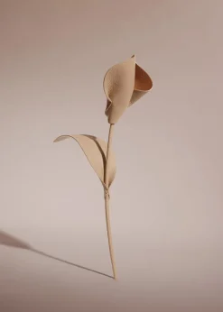 Fleur Pili