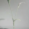 Fleur Touka