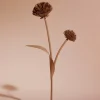 Fleur Tul